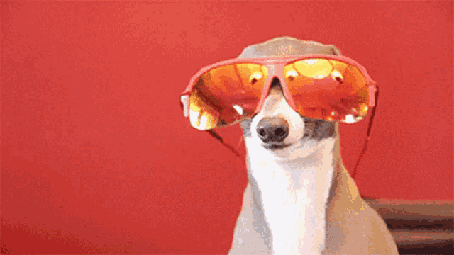 a dog wearing red sunglasses against a red wall